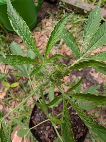 Country Boy — flower, day 32