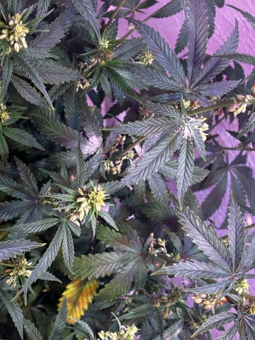 Fruity Pebbles Males — flower, day 15