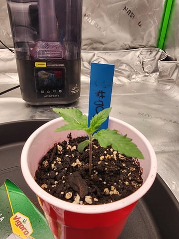 trap n pink — seedling_rooting, day 7