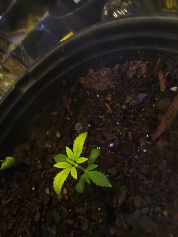 Queen Royal Autoflower 