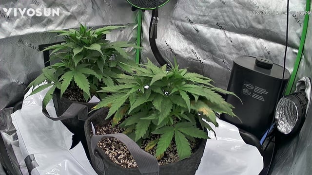 Ztrawberriez (Auto) 2026 - 1 — vegetative, day 34