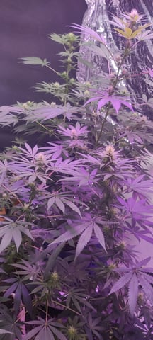 train wreck — flower, day 60