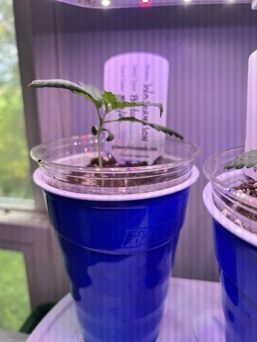 Inside Mother Plants
