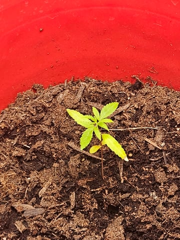 1st plant. Strain: Green Gelato AutoFlower — seedling_rooting, day 23