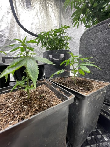 Clones Fat Bastard Clones  — vegetative, day 27