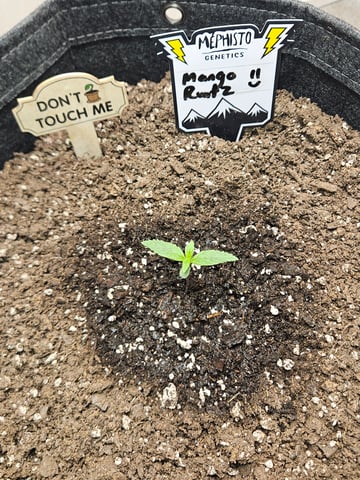 Mango Runtz — seedling_rooting, day 14