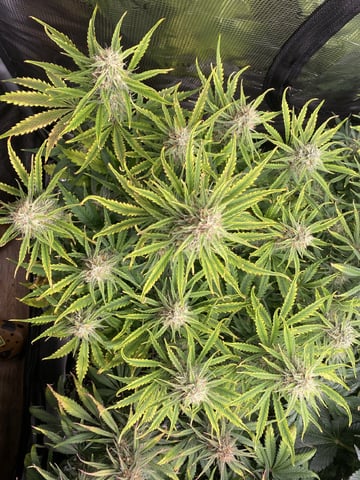 Auto Run #1 2025-2026 — flower, day 80