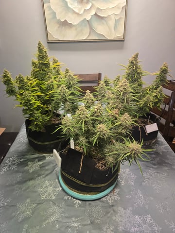 First Autoflower Indoor — harvest, day 36