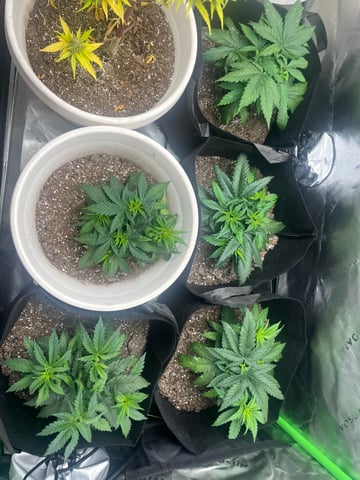 Blue Dream Photos — vegetative, day 22