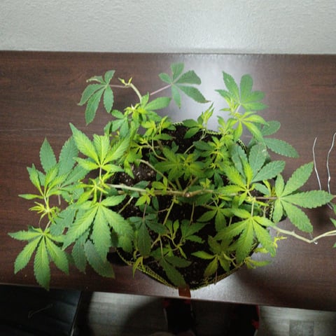 FKAFL — vegetative, day 31