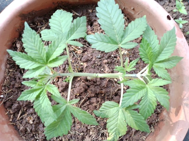 My 1st grow 2 big pots 9 small containers — vegetative, day 15