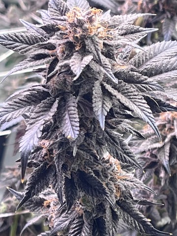 Rookie — none, day 38