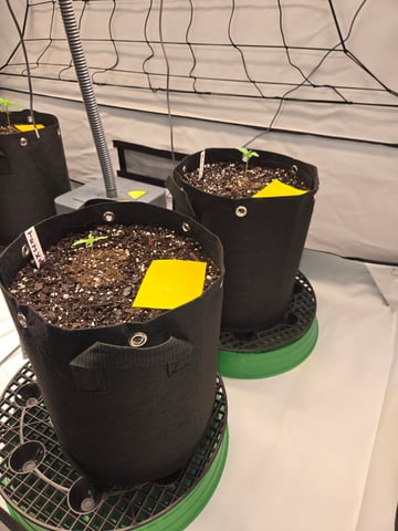 2nd Grow 3x5 tent — seedling_rooting, day 11