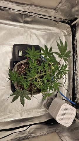 Jelousy Fast(Photo) & Ultra Voilet (Auto) — flower, day 8