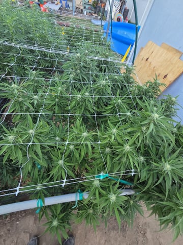 Sour Headies/OGBX1 — flower, day 136