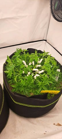 First Grow with the new setup  — flower, day 49