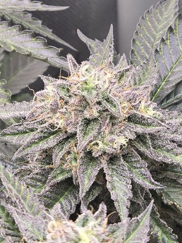 Divine Gelato 3 x Blue Zushi x 44 Photo — flower, day 98