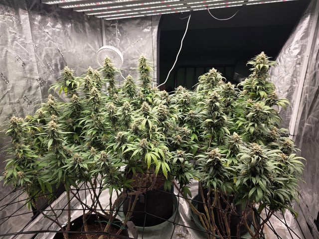 outdoor start/indoor 2025 — flower, day 194