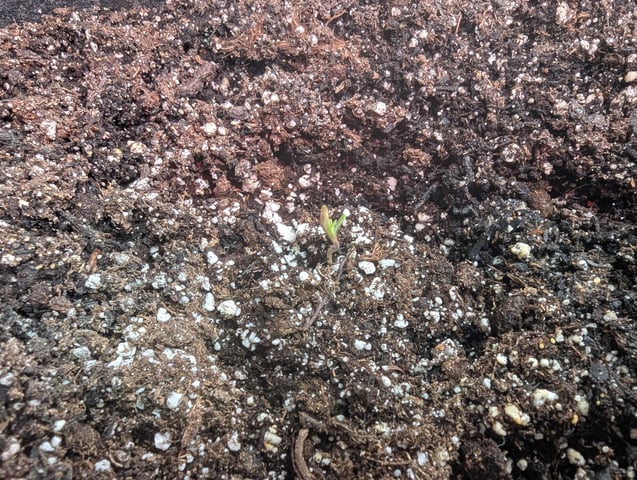 Control Plant — seedling_rooting, day 35