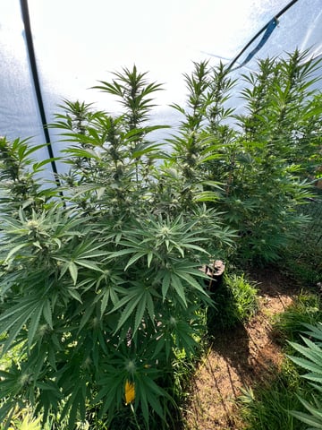 BlackBerry Moonrocks  — flower, day 34