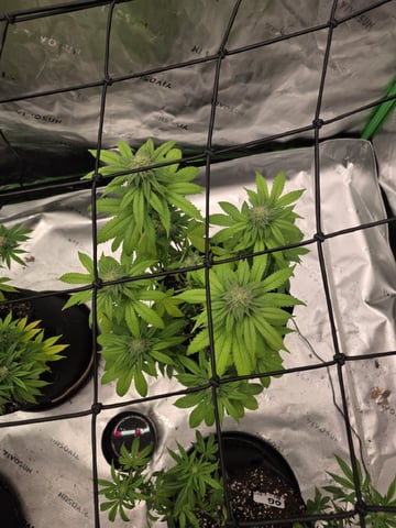 Summer 2026 Grow — flower, day 33