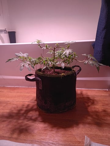 FKAFL — vegetative, day 38