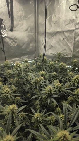 lilac diesel Rbx2 — flower, day 96
