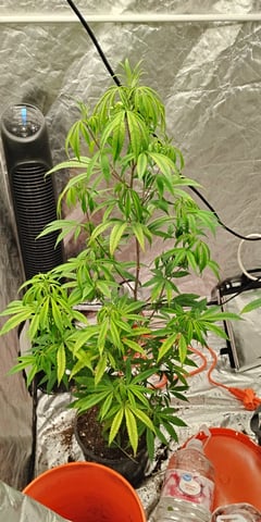 two clones and sour diesel  — flower, day 8