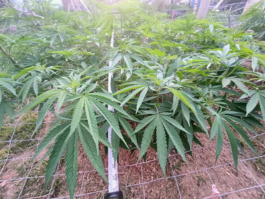 Outdoor Grow 38.52 North Latitude 