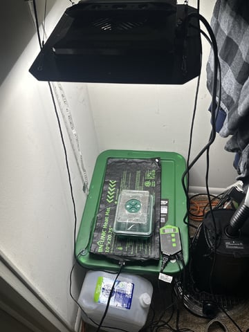 Ztrawberriez (Auto) 2026 - 1 — seedling_rooting, day 5