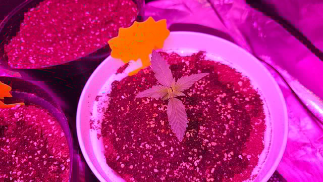 first grow adventure  — seedling_rooting, day 14