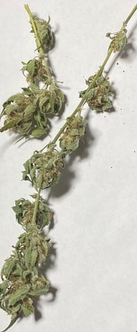 pineapple Express  — flower, day 41