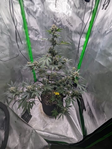 First Grow — flower, day 66