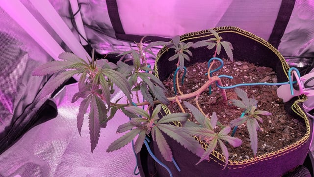 Dolly — vegetative, day 42