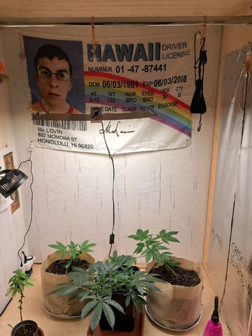 Gugugaga — vegetative, day 5