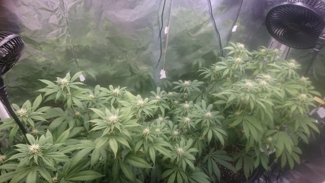 Closet grow  — flower, day 50