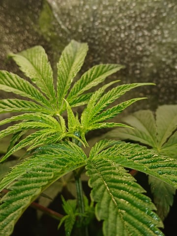 triangle kush  — vegetative, day 1