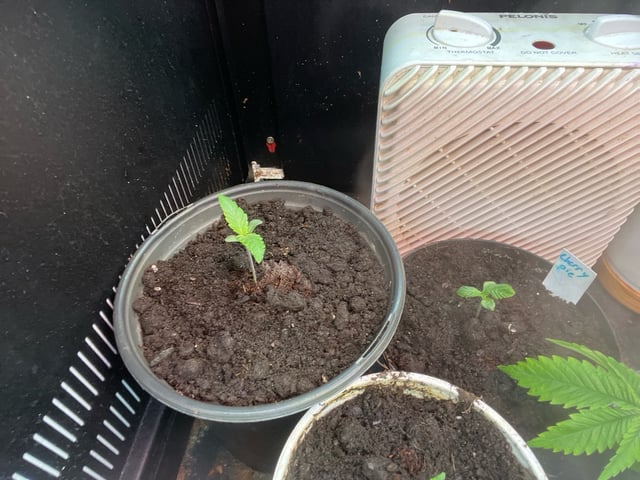  strawberry cough  — vegetative, day 12
