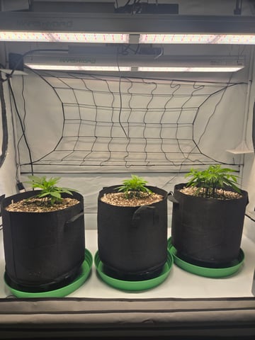 Purple Skunk 3 x 5  — vegetative, day 29