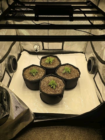 1st Grow 4x4 — seedling_rooting, day 17