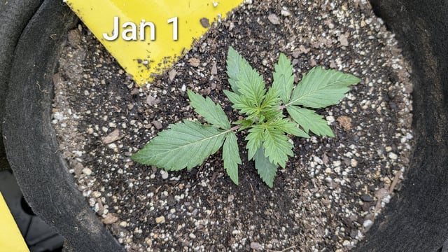 Perpetual Autoflower Mixed Grow #3 — germination, day 11