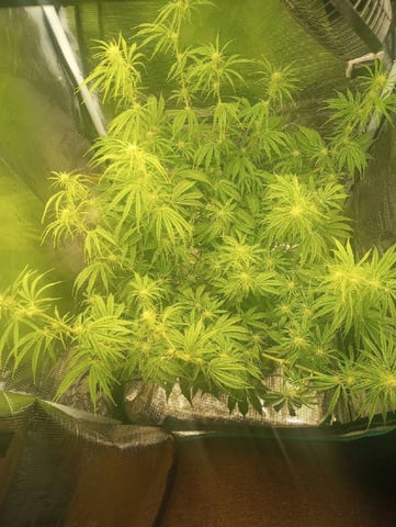 White Widow XXL Auto — flower, day 52