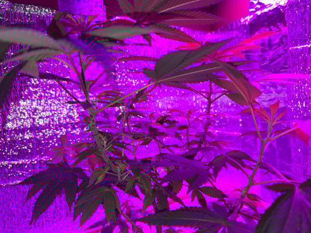 OG Kush — vegetative, day 35