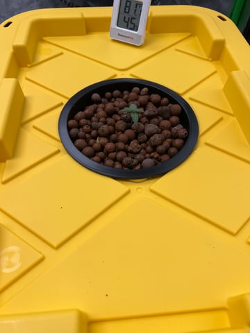 grow 2 — seedling_rooting, day 15