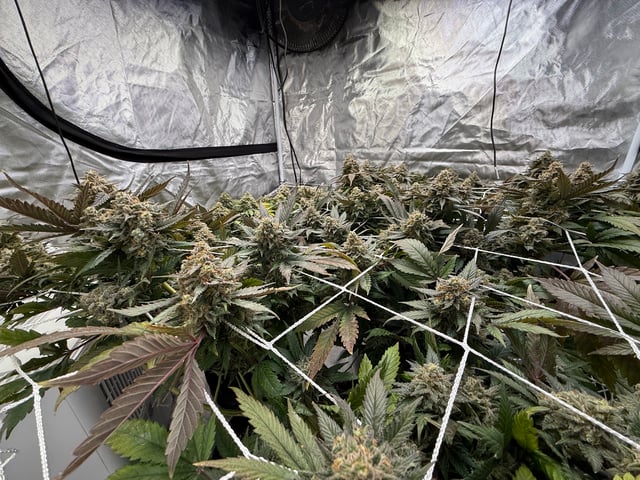 Green Gelato — flower, day 113