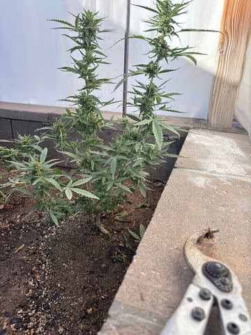 Fast Buds Auto And Special Queen Auto — flower, day 61