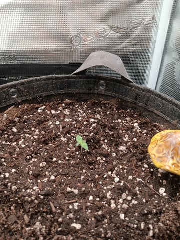 HP CC — seedling_rooting, day 8