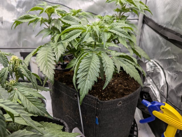 Grow Tent Starts — flower, day 63