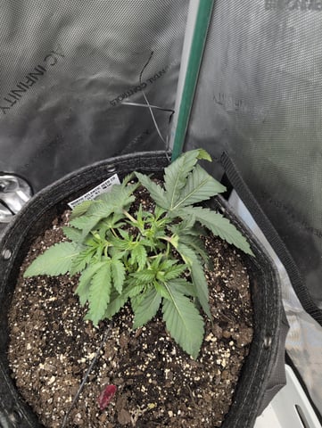 memphisto 3 bears OG, ethos high note r1 — vegetative, day 26