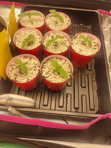 Mainely Genetics Micro Pheno Hunt — seedling_rooting, day 4